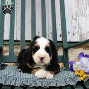 Calder, Bernedoodle Puppy